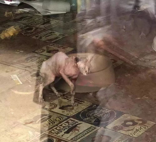 在廣州享受著997福報的阿貓阿狗 治愈還是致郁